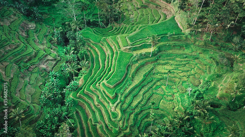 Beautiful rice field in water season from drone. Top view of rices paddy field.