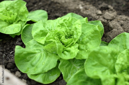 Close-up of Lettuce Plants Growing in Soil