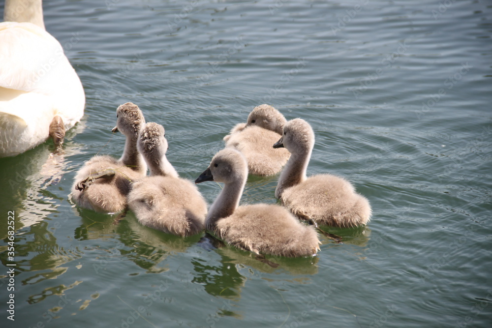Fototapeta premium Juvenile swans grey feathers on the lake