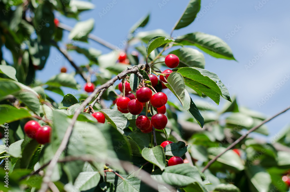 Cherry tree branch with fruits. The sun shines on ripe cherries and leaves. Gardening concept.