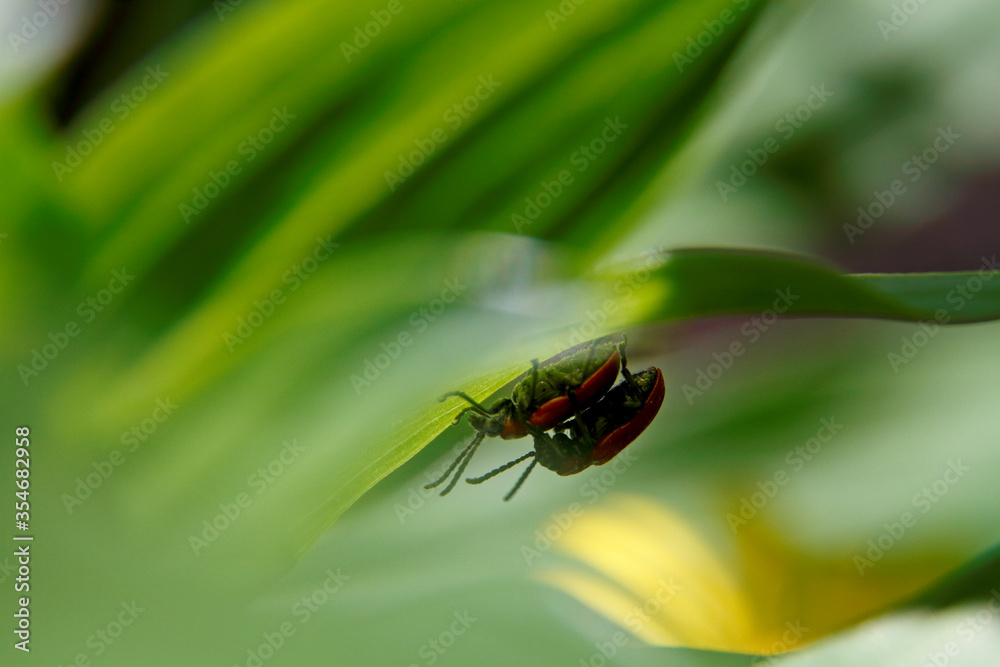 Naklejka premium Two scarlet lily beetles after mating