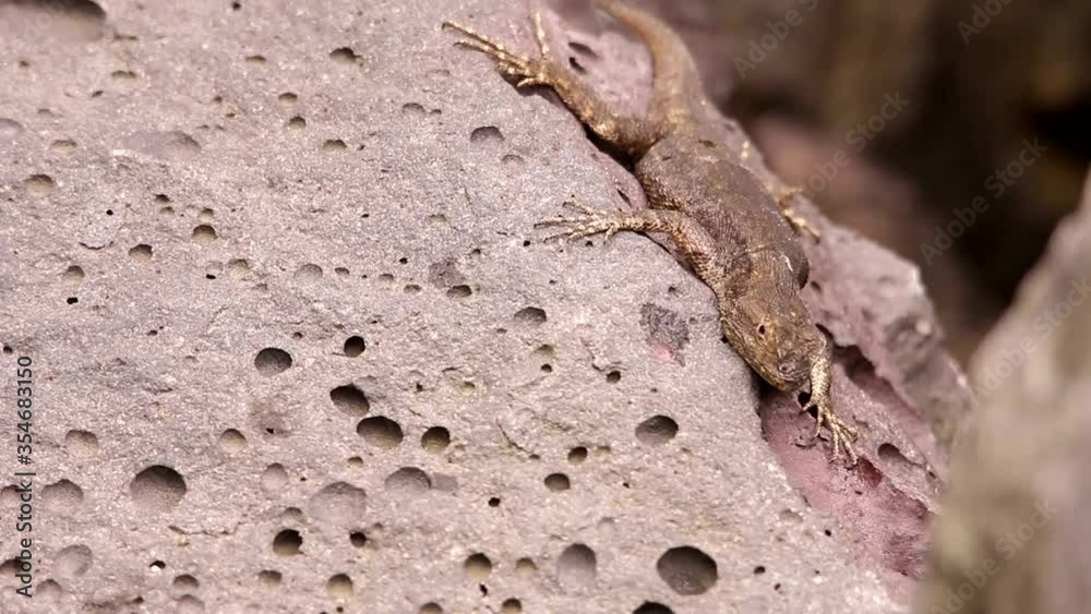Spiny lizard hanging around the volcanic rock under the Mexican sun Spiny lizard hanging around the volcanic rock under the Mexican sun