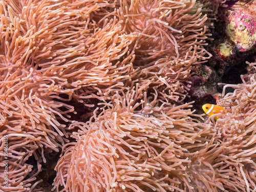 Fotografia, Obraz Orange and white Clark's anemone fish  nestled in the tentacles of a huge anemon