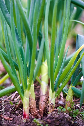 Fresh green onion in the garden on springtime