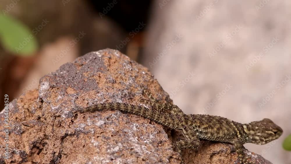 Spiny lizard hanging around the volcanic rock under the Mexican sun