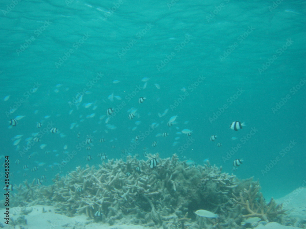 Fototapeta premium blue Schooling Damselfish in Tumon bay guam