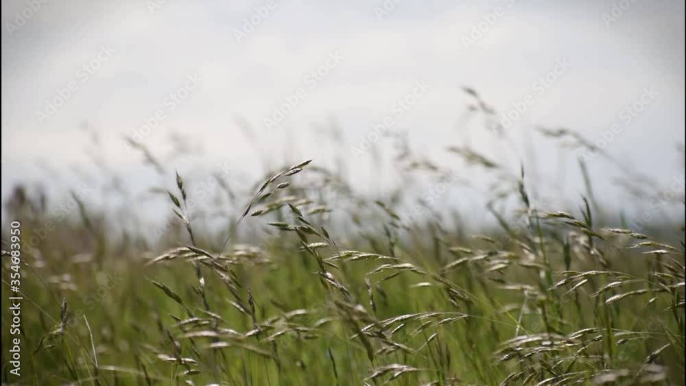 Meadow with green grass that moves in the wind Meadow with green grass that moves in the wind