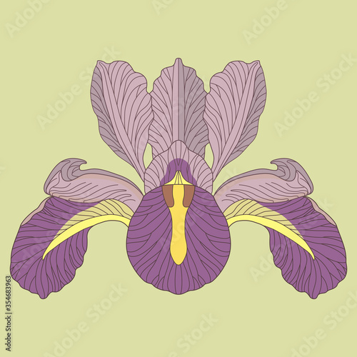 Head of iris flower. Beautiful floral decor. Isolated vector illustration.