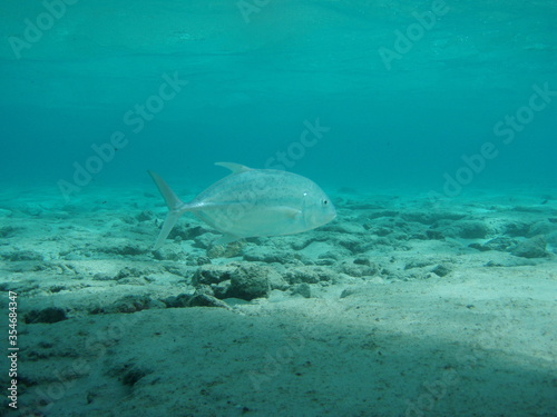 Giant trevally swimming freely in shallow pacific waters © zane