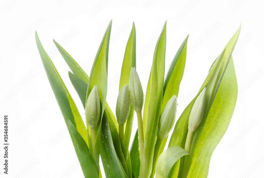 Fototapeta premium Fresh buds of tulips on a white background