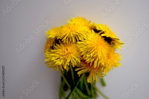 Bouquet of yellow dandelions on a white background