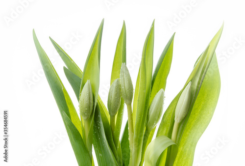 Fresh buds of tulips on a white background