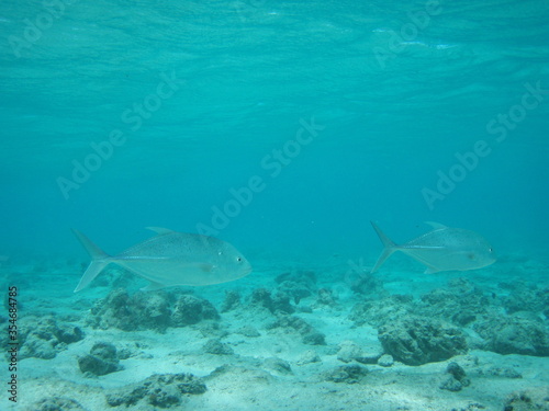 school of Giant trevally swimming freely in the protected waters of Piti Guam