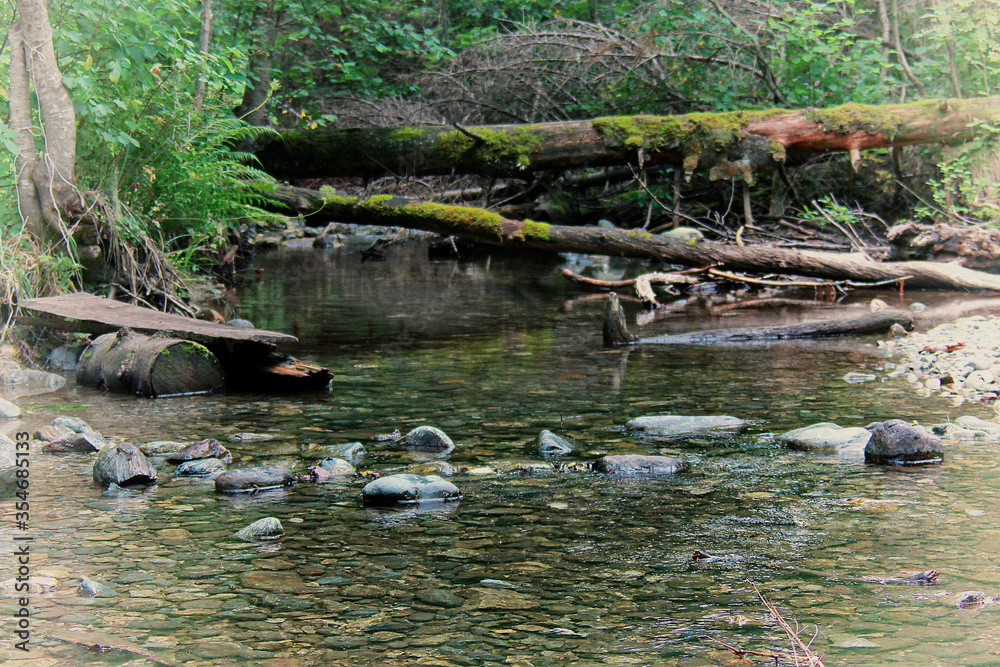 cool, transparent mountain stream in a sleepy hollow, summer landscape cool, transparent mountain stream in a sleepy hollow, summer landscape
