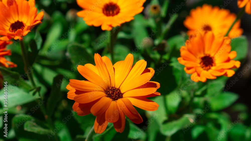 Pot marigold a species of Daisy, also known as Common marigold. Orange flowers with green leaves - Garden marigold. Botanical name is Calendula officinalis. Pot marigold a species of Daisy, also known as Common marigold. Orange flowers with green leaves - Garden marigold. Botanical name is Calendula officinalis.