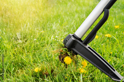 Seasonal yard work, selective focus. Device for removing dandelion weeds by pulling the tap root. Weed control. Dandelion removal and weeder lawn tool with 4 claws. Garden work and care.  photo