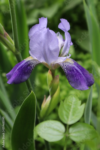 Blue iris flower in the garden 