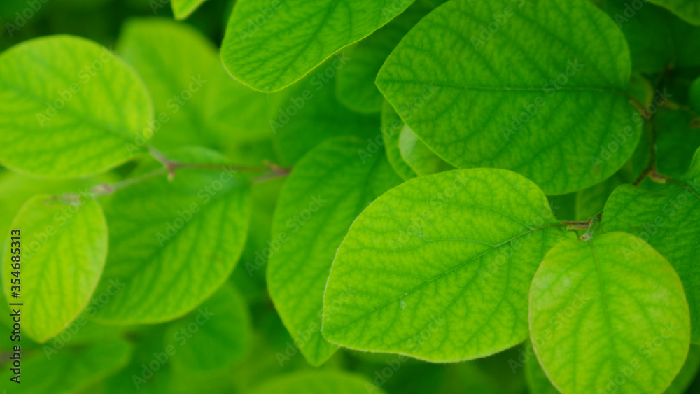 Green leaves of quince as a background. Green leaves of quince as a background.