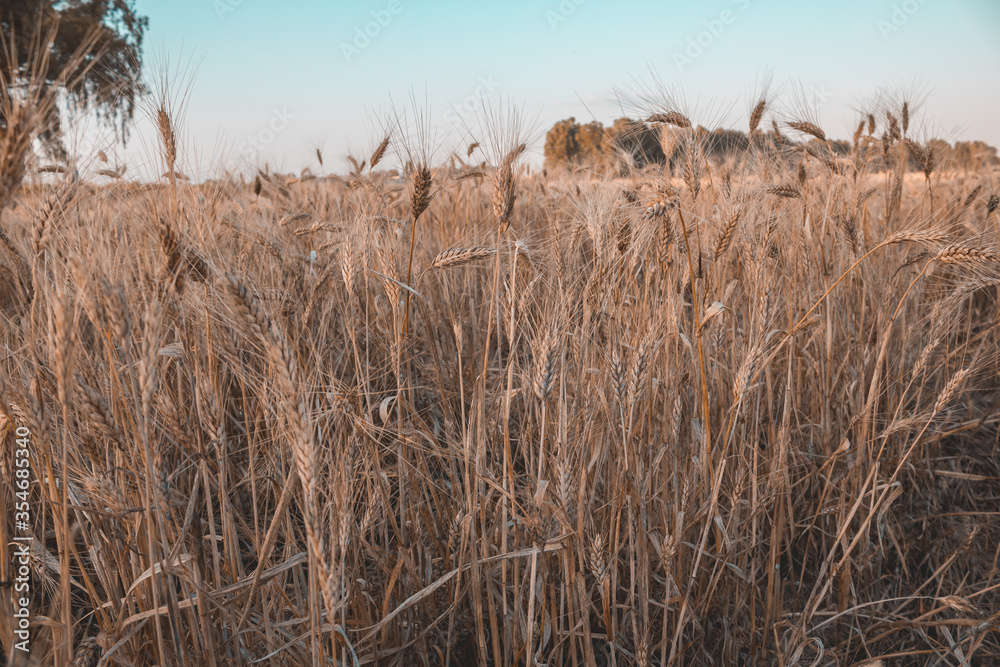 Fototapeta premium Giant field of barley ready to be picked.