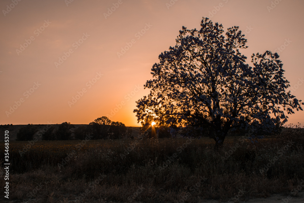 Sunrise in the field creating tree silhouette Sunrise in the field creating tree silhouette
