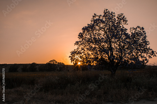 Sunrise in the field creating tree silhouette