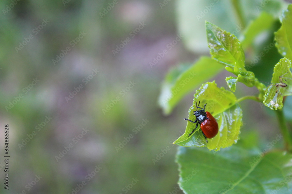 Coccinella che passeggia su una foglia in campagna in estate Coccinella che passeggia su una foglia in campagna in estate