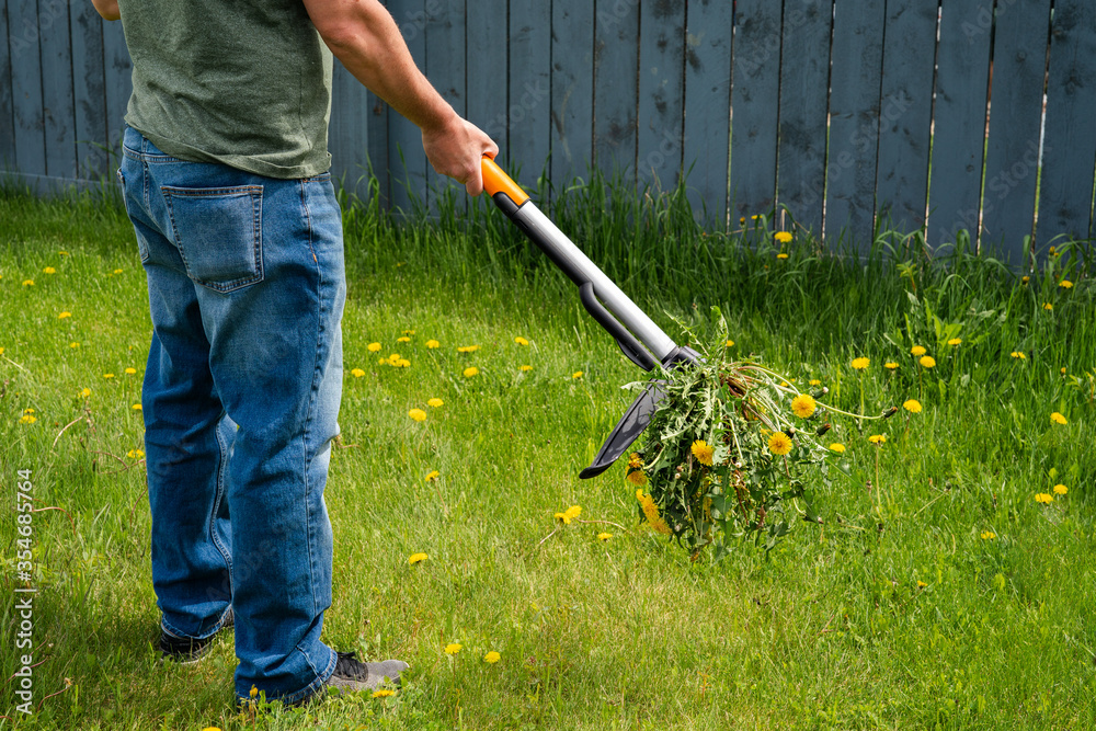 Man removing weeds dandelions from yard. Mechanical device for removing  dandelion weeds by pulling the tap root in garden. Weed Control. Dandelion  removal and weeder lawn tool with 4 claws. Garden. Photos