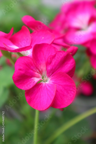 Pink geranium flower in the garden