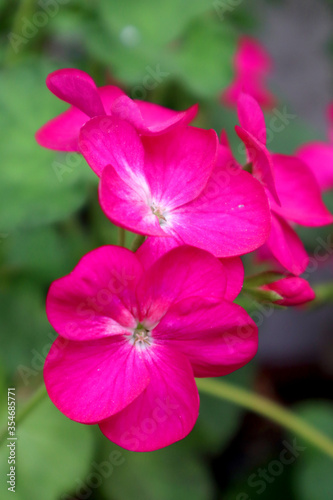 Pink geranium flower in the garden