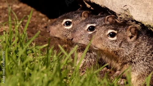 3 Young babies Rock squirrels in their den
