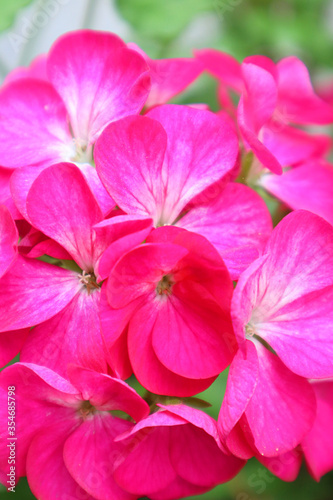 Pink geranium flower in the garden © hollia