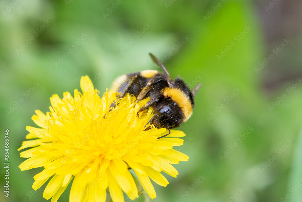 A big beautiful bumblebee with a small tick around its neck collects nectar from a yellow dandelion A big beautiful bumblebee with a small tick around its neck collects nectar from a yellow dandelion