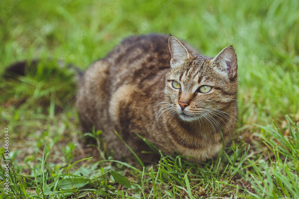 Cute beautiful cat on the green grass.