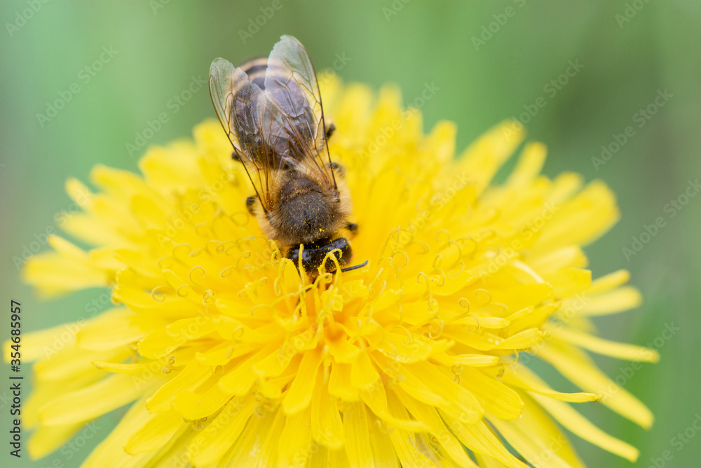 Macro photo of a bee collecting pollen from a beautiful dandelion flower in summer Macro photo of a bee collecting pollen from a beautiful dandelion flower in summer
