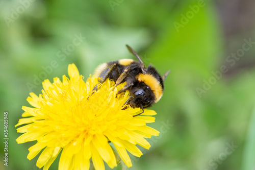 A big beautiful bumblebee with a small tick around its neck collects nectar from a yellow dandelion