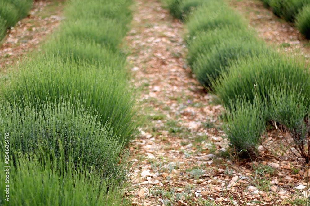 Lavender growing in the field. Selective focus. Lavender growing in the field. Selective focus.
