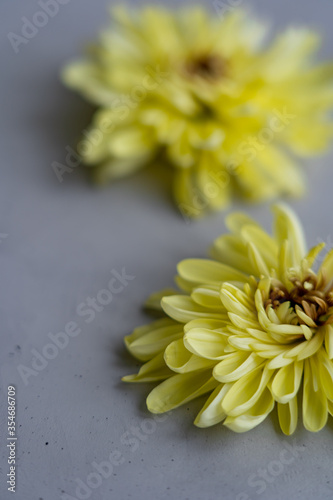 Yellow chrysanthemum flower heads are laing on concrete floor