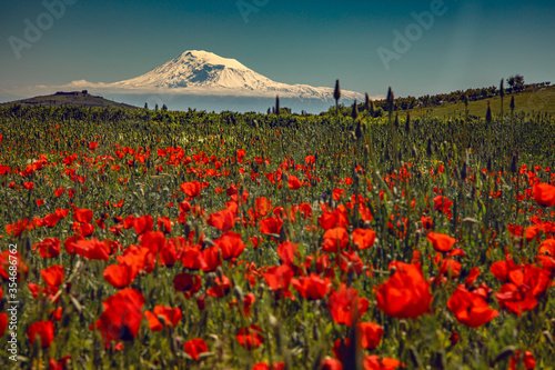 Red poppy field with Ararat mountain