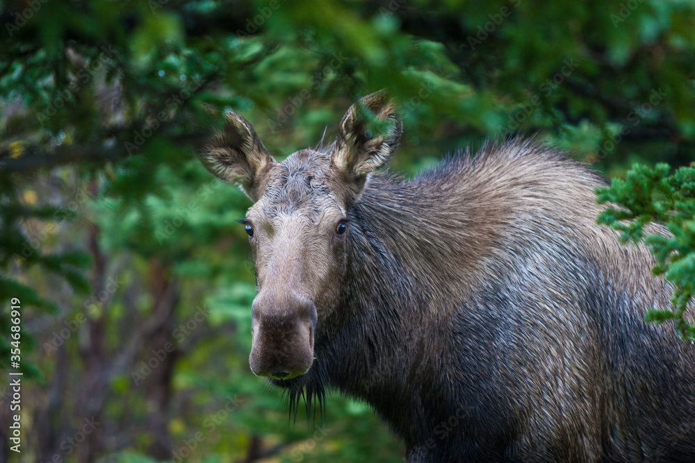 Moose Moose