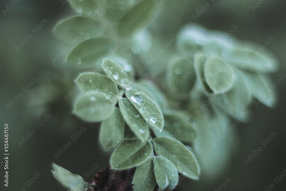 water drops on green leaves water drops on green leaves