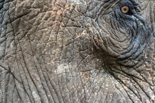 Extreme close-up of elephant skin, head, and eye