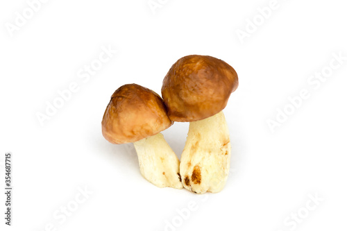two mushrooms on a white background