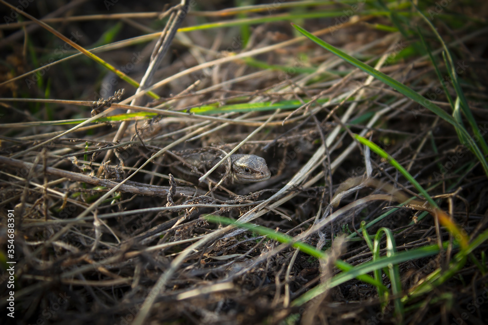 A lizard looks out from the grass. Small reptile in the grass close-up. A lizard looks out from the grass. Small reptile in the grass close-up.