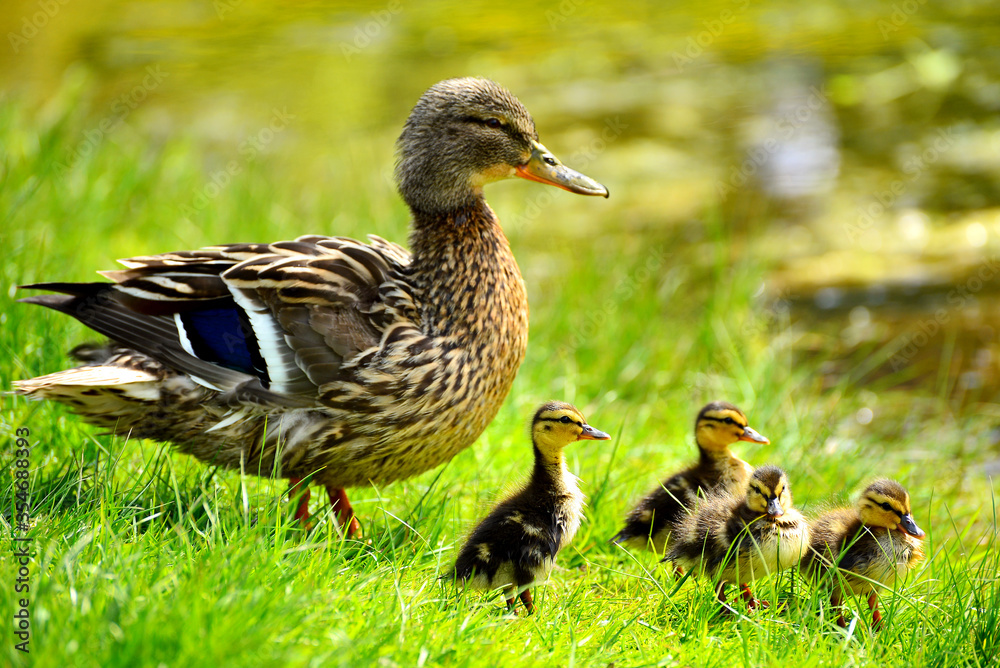 duck and ducklings duck and ducklings