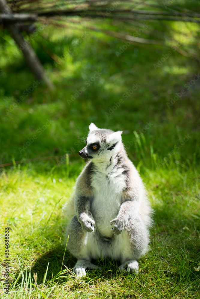 One and two white tailed lemur sitting on the green grass in the Netherlands looking sideways 