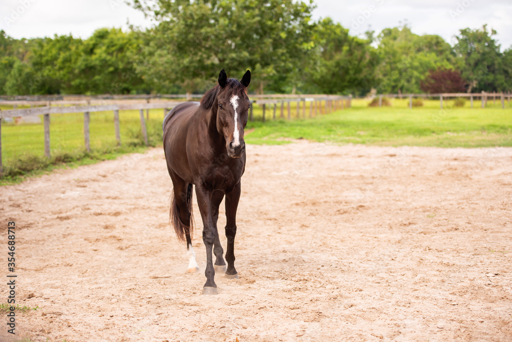 Portrait of a dressage and jumping horse in pasture, brown with white on it's face. Portrait of a dressage and jumping horse in pasture, brown with white on it's face.