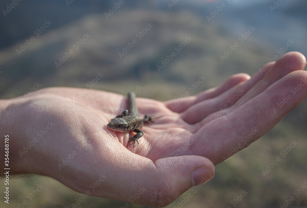 A lizard in the hands of a man. A small reptile sits on the hands of a man.