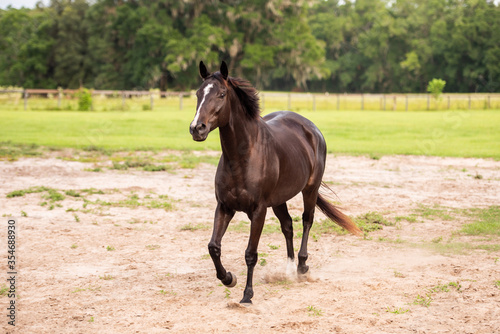 Portrait of a dressage and jumping horse in pasture, brown with white on it's face. 