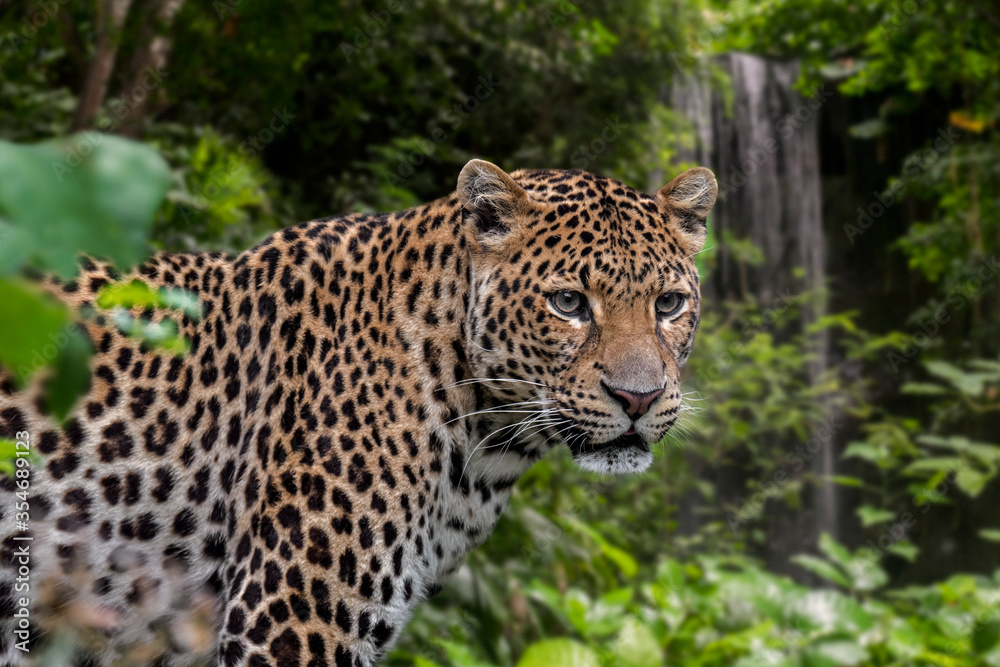 Javan leopard (Panthera pardus melas) hunting in tropical rainforest, native to the Indonesian island of Java Javan leopard (Panthera pardus melas) hunting in tropical rainforest, native to the Indonesian island of Java