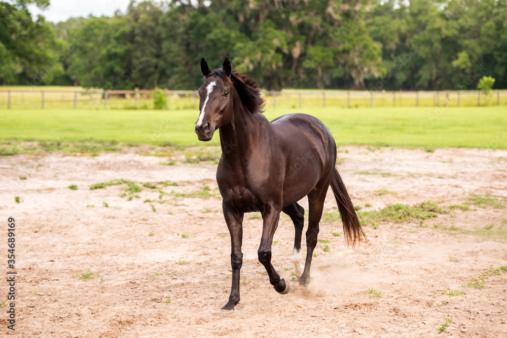 Portrait of a dressage and jumping horse in pasture, brown with white on it's face. Portrait of a dressage and jumping horse in pasture, brown with white on it's face.
